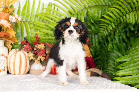 Cavalier King Charles Spaniel Female (April)