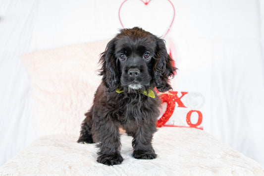 Blackie-Cocker Spaniel Female