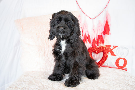 Cindi-Cocker Spaniel Female