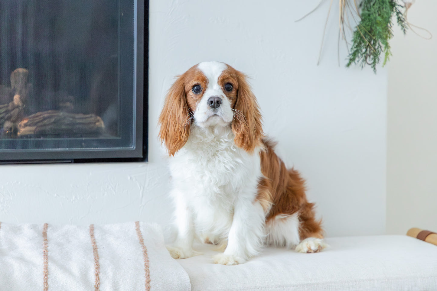 Jasper-Cavalier King Charles Spaniel Male