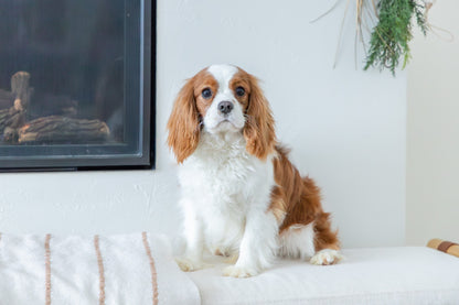 Jasper-Cavalier King Charles Spaniel Male