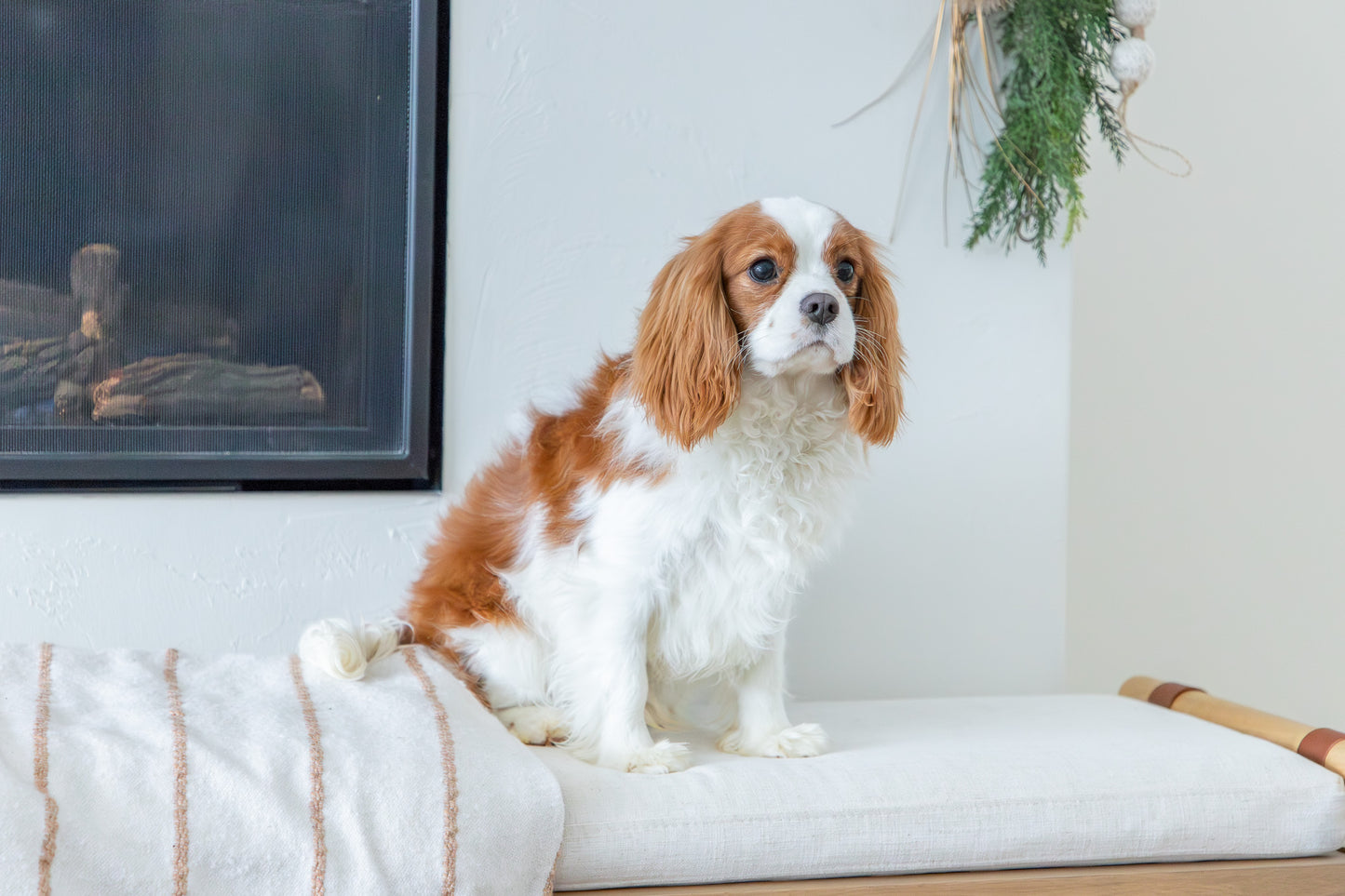 Jasper-Cavalier King Charles Spaniel Male