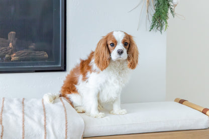 Jasper-Cavalier King Charles Spaniel Male