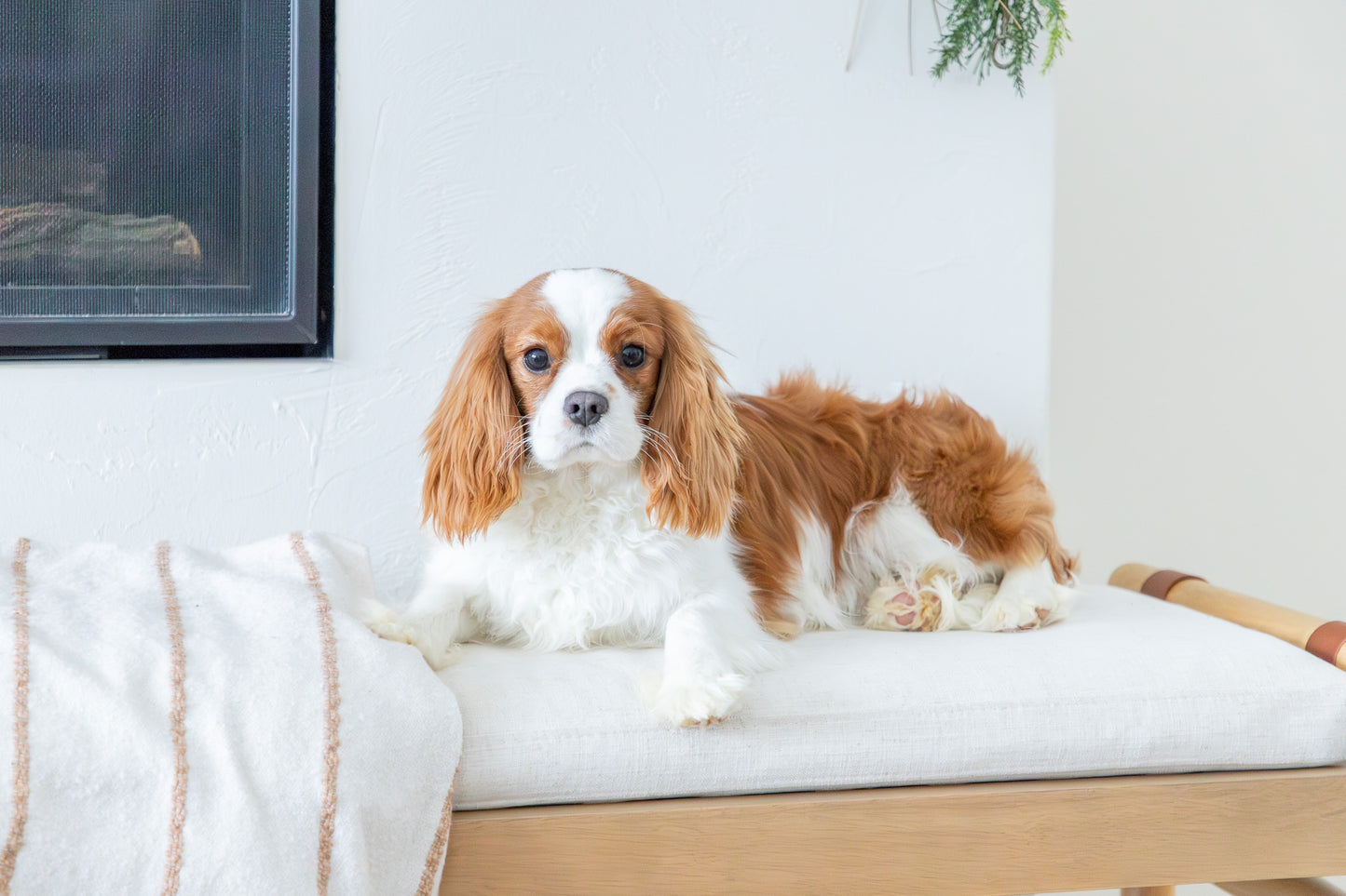 Jasper-Cavalier King Charles Spaniel Male