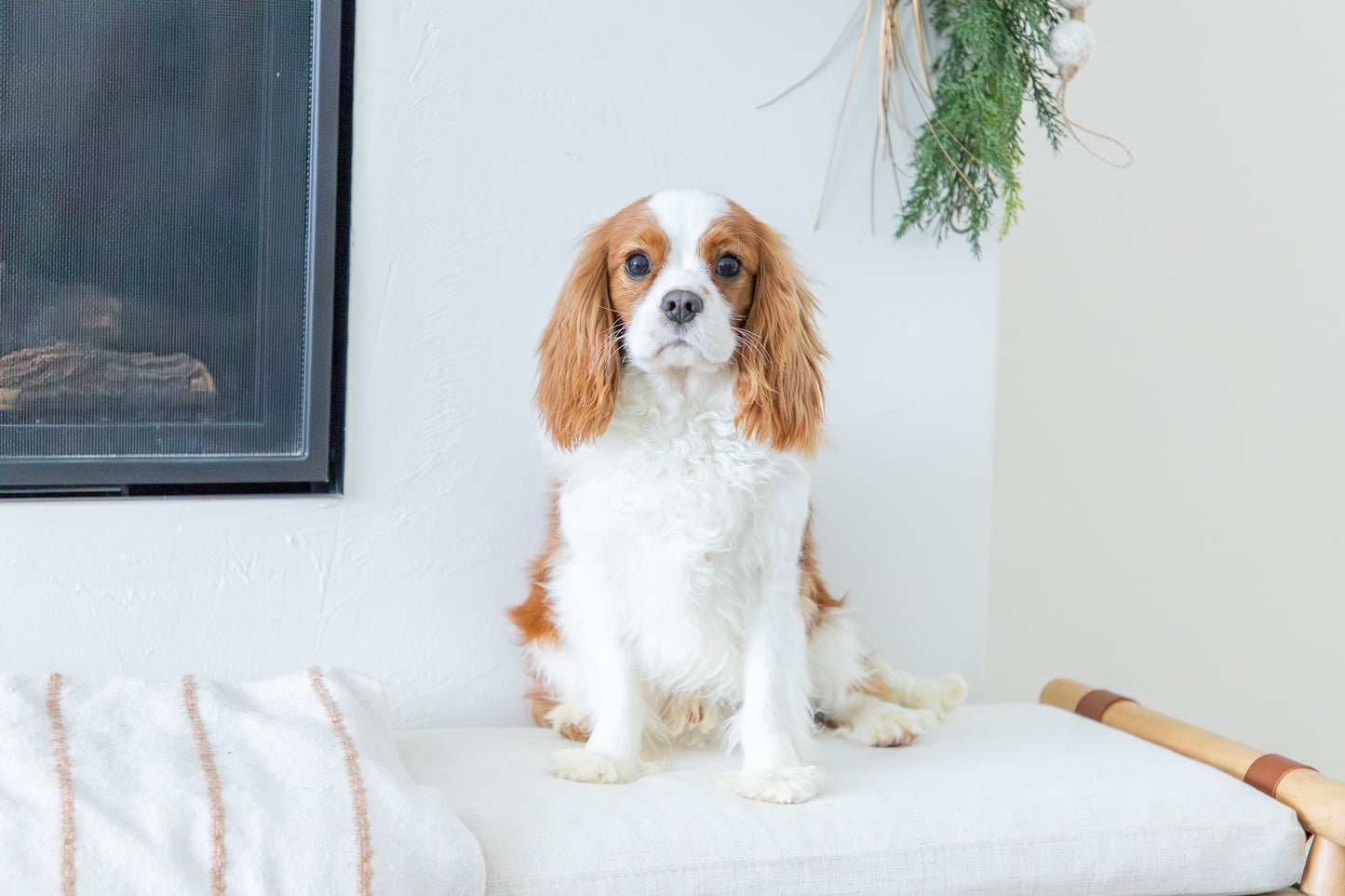 Jasper-Cavalier King Charles Spaniel Male