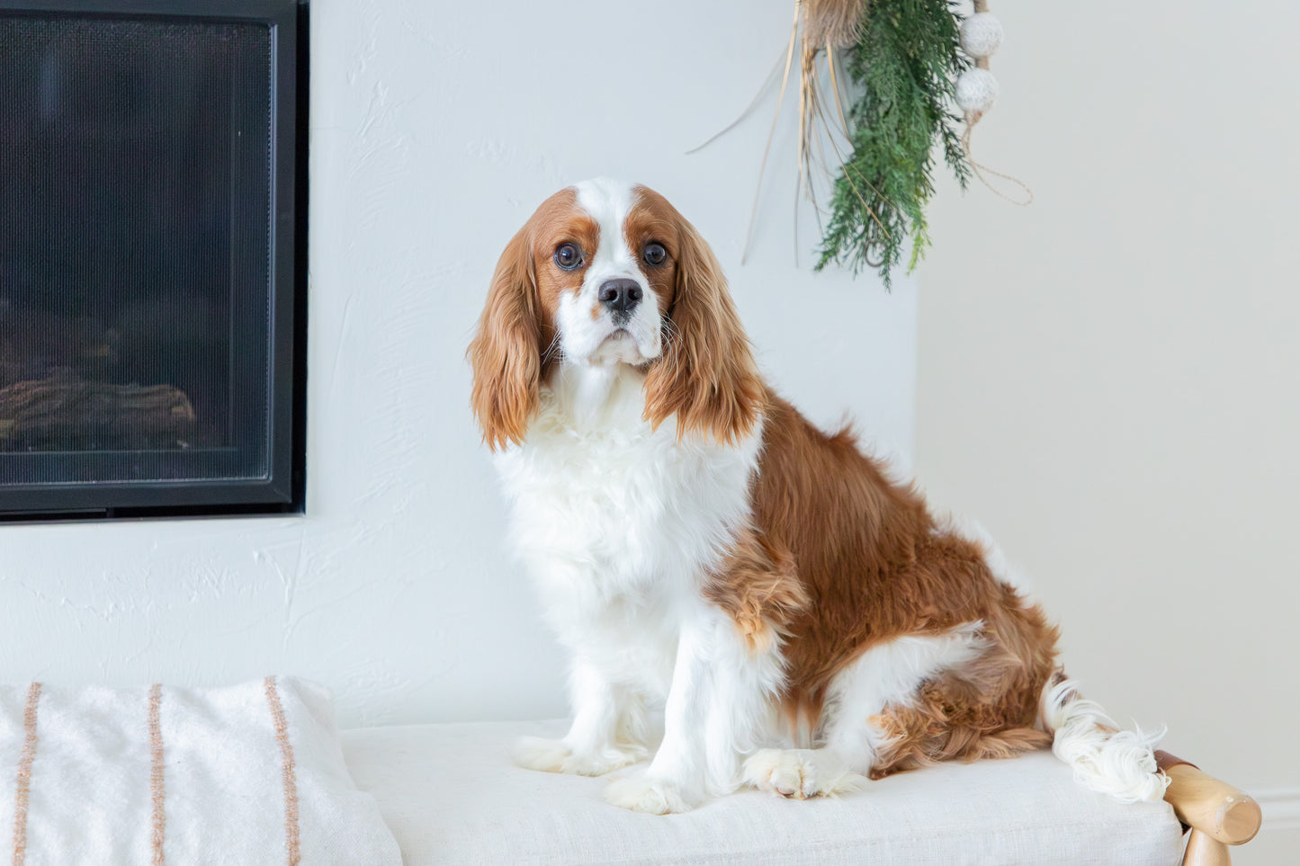 Jamie-Cavalier King Charles Male