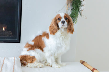 Jamie-Cavalier King Charles Male