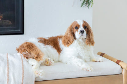 Jamie-Cavalier King Charles Male