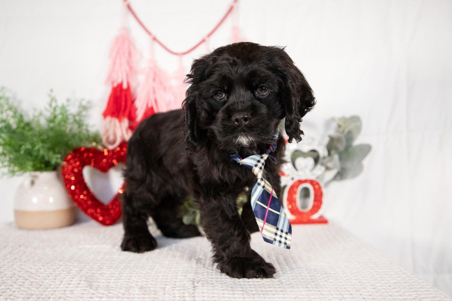 Cocker Spaniel Male (Lance)