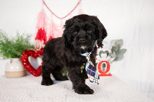 Cocker Spaniel Male (Lance)