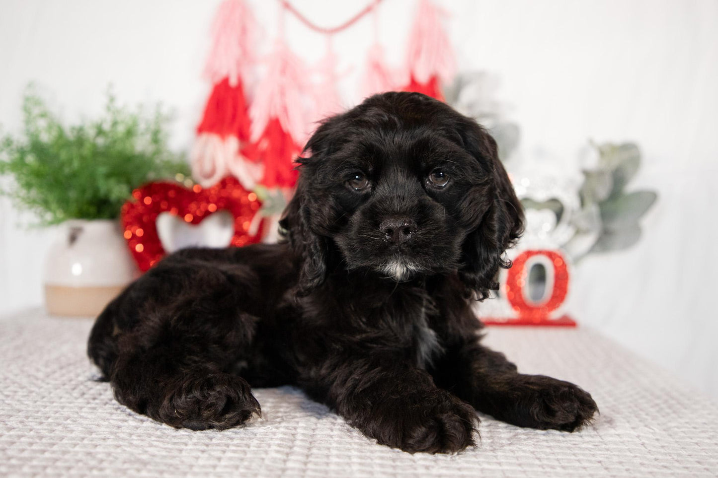 Cocker Spaniel Male (Lance)