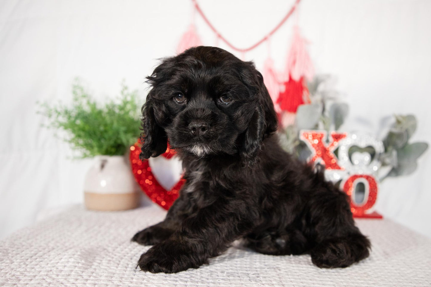 Cocker Spaniel Male (Lance)