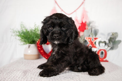 Cocker Spaniel Male (Lance)