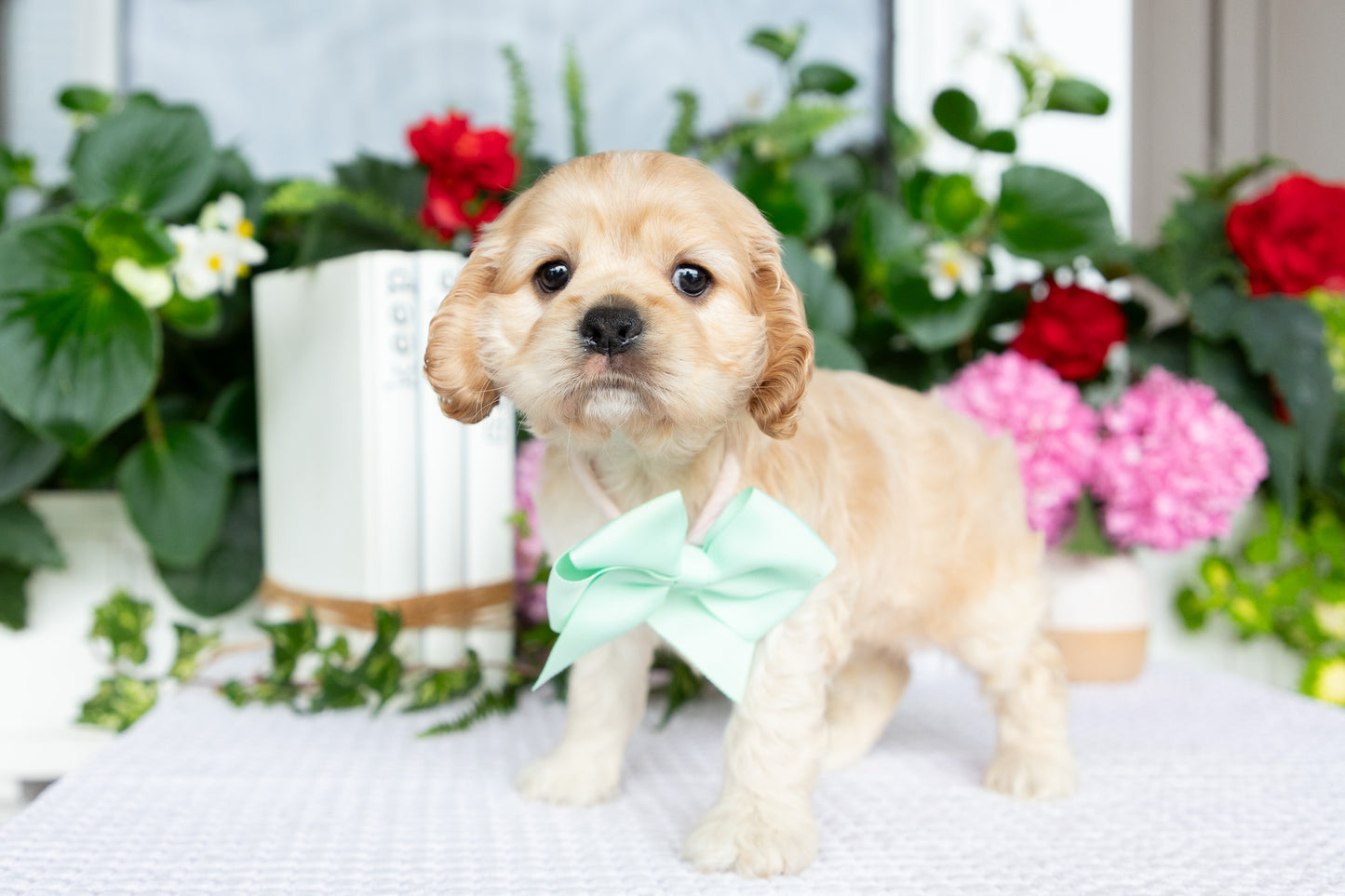 Cocker Spaniel Female (Tenley)