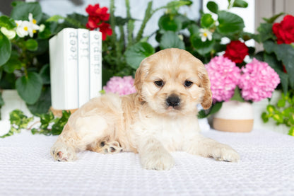 Cocker Spaniel Female (Tenley)