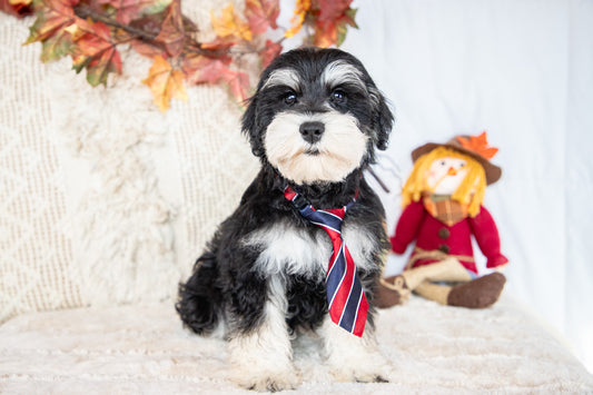 Aden-Miniature Schnauzer Female