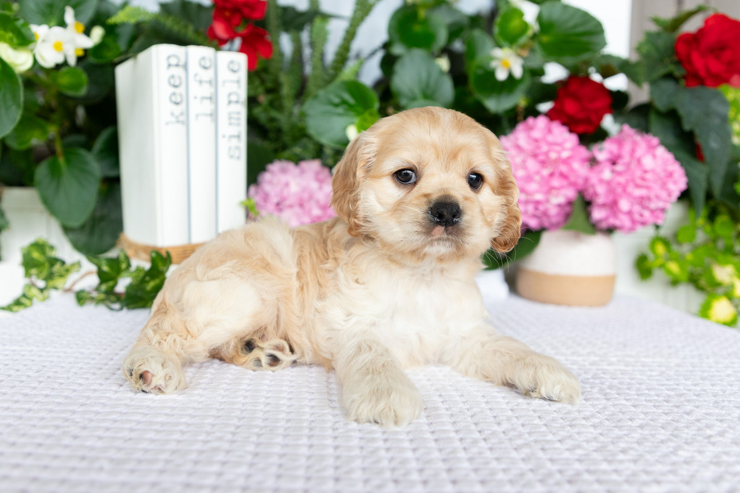 Cocker Spaniel Female (Tenley)