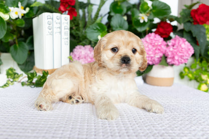 Cocker Spaniel Female (Tenley)
