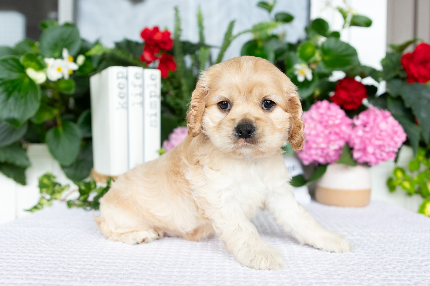 Cocker Spaniel Female (Tenley)