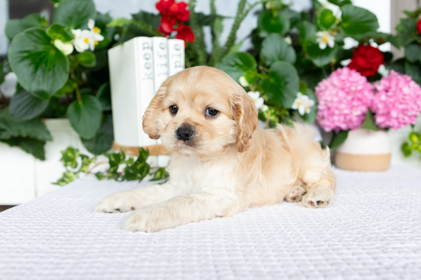 Cocker Spaniel Female (Tenley)