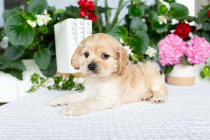 Cocker Spaniel Female (Tenley)