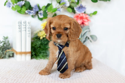 Cavalier King Charles Spaniel Male (Ranger)