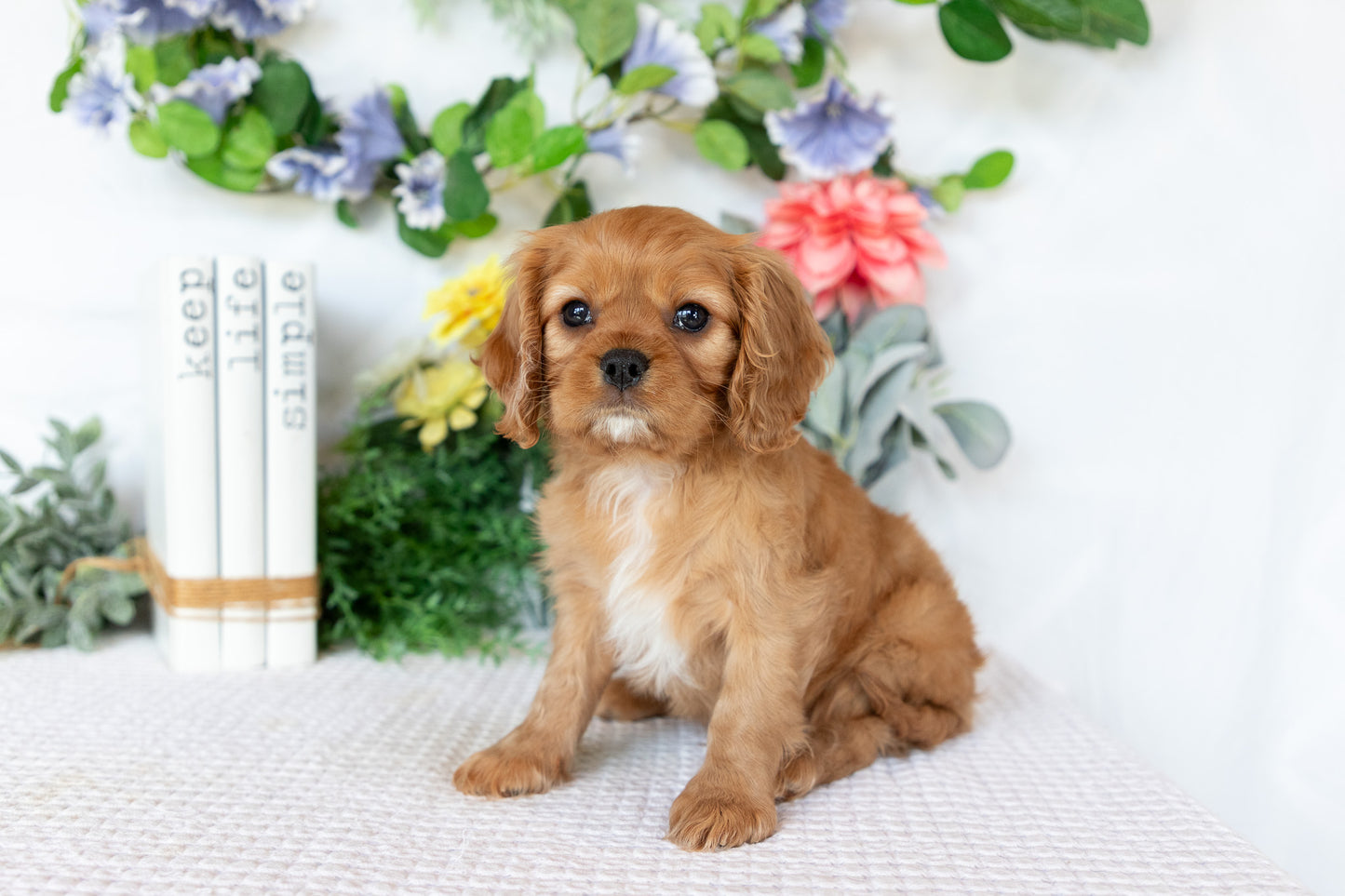 Cavalier King Charles Spaniel Male (Ranger)
