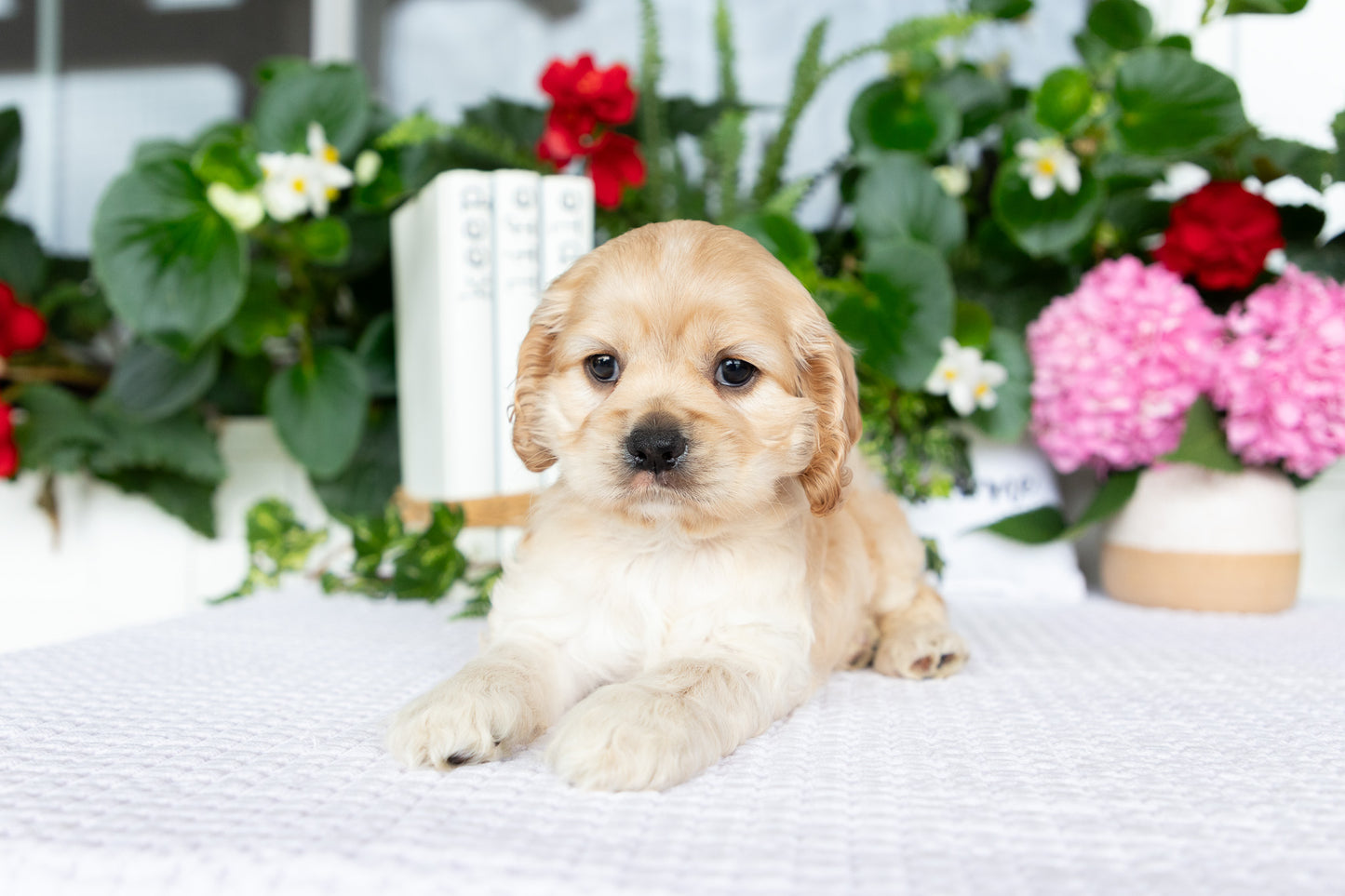 Cocker Spaniel Female (Tenley)