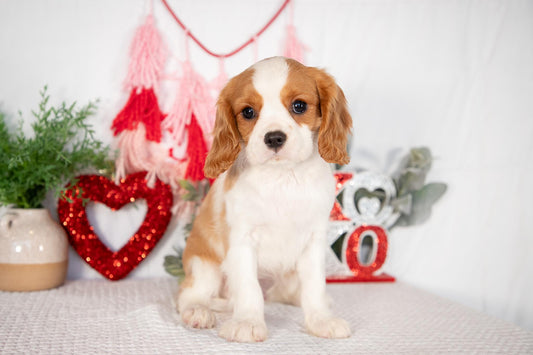 Cavalier King Charles Male (Benji)
