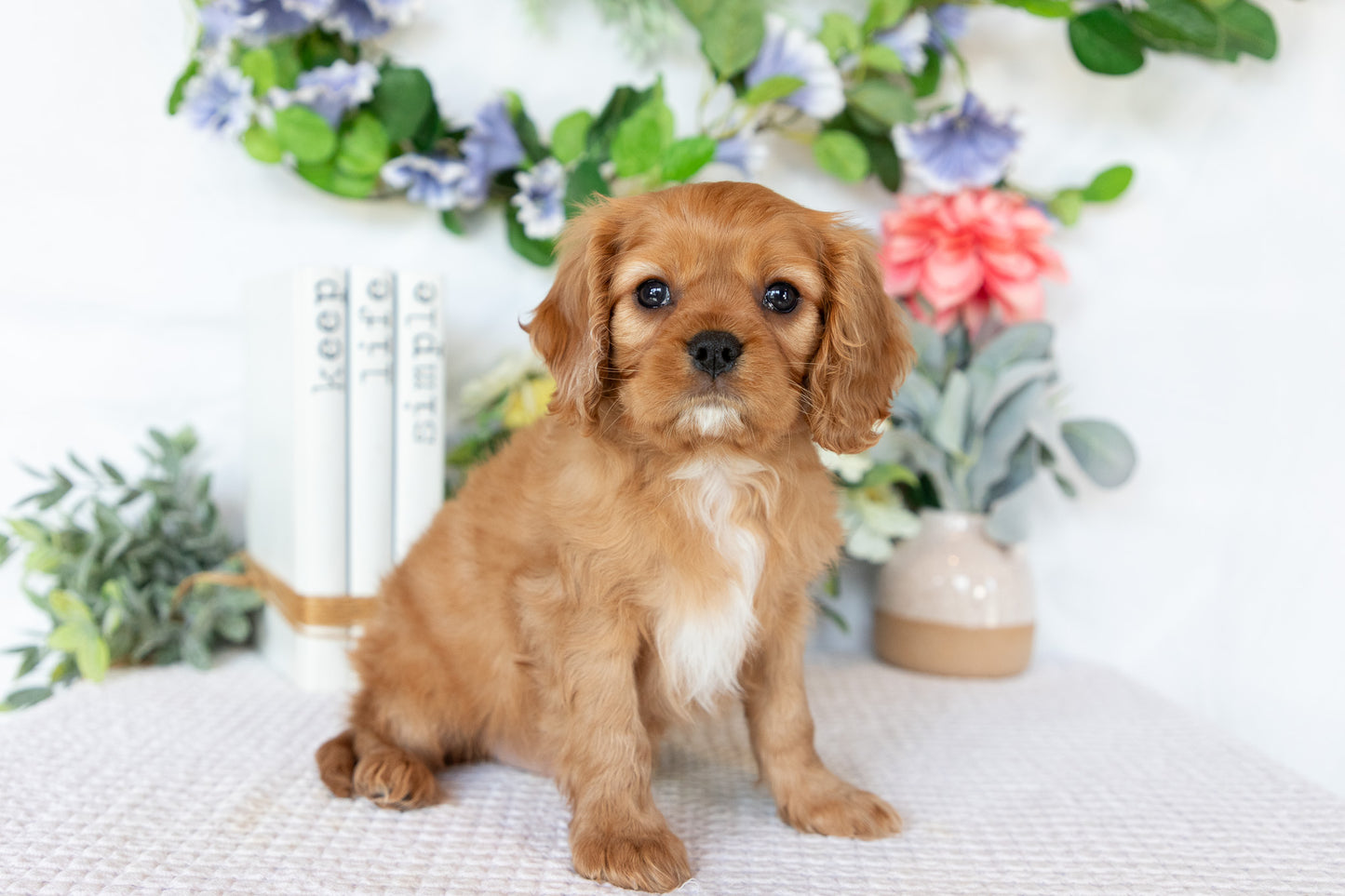 Cavalier King Charles Spaniel Male (Ranger)