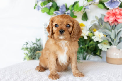 Cavalier King Charles Spaniel Male (Ranger)