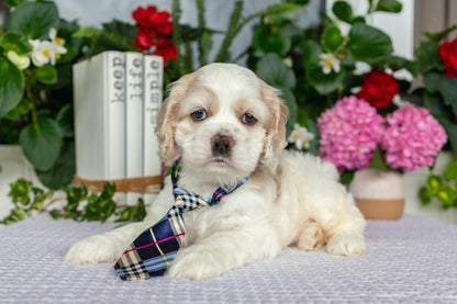 Cocker Spaniel Male (Theo)