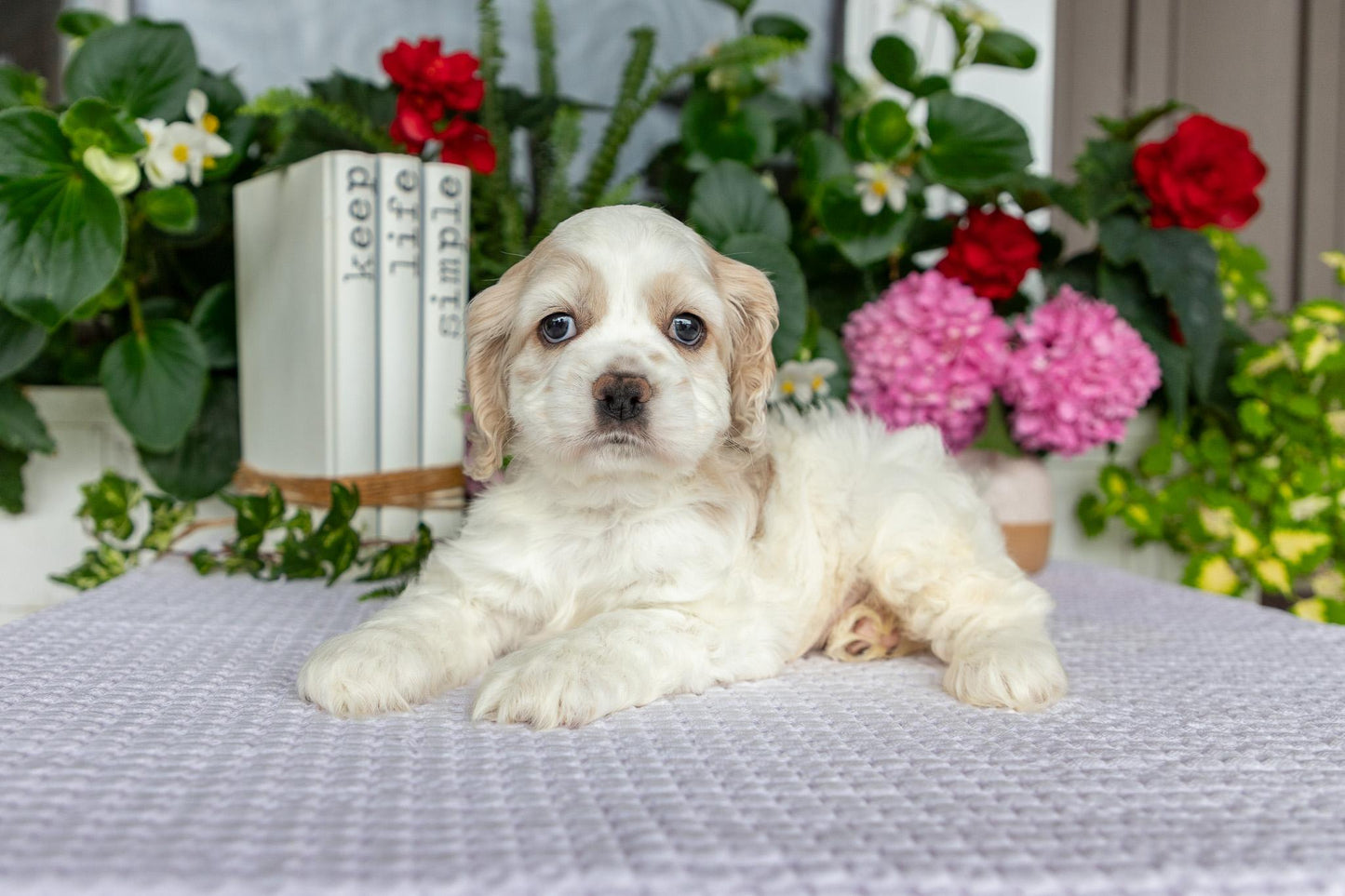 Cocker Spaniel Male (Theo)