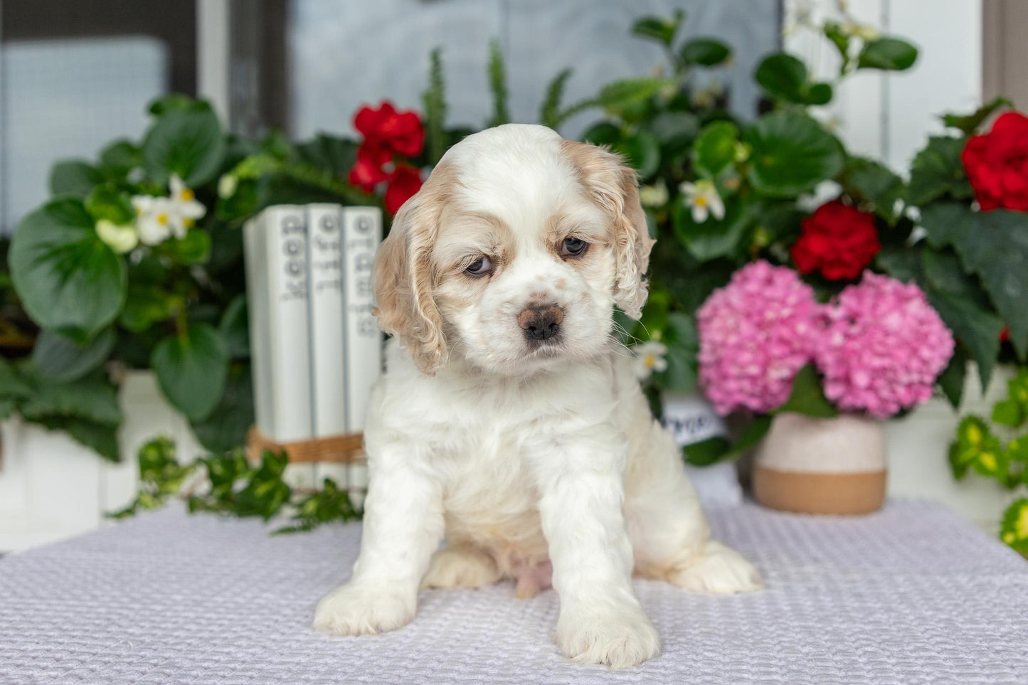 Cocker Spaniel Male (Theo)