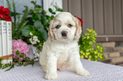 Cocker Spaniel Male (Theo)