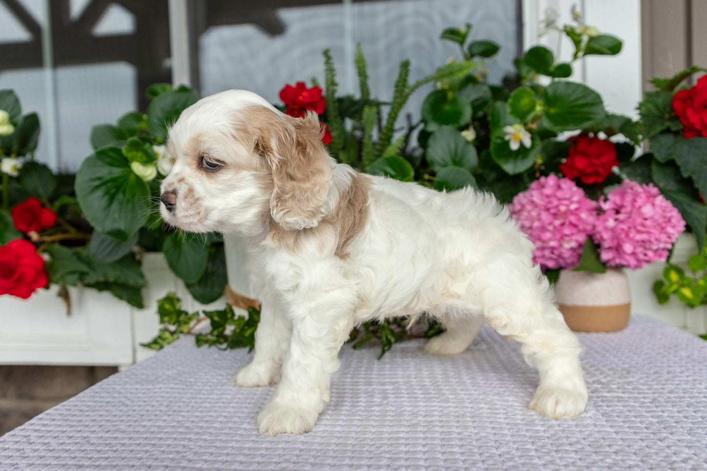 Cocker Spaniel Male (Theo)