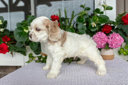 Cocker Spaniel Male (Theo)