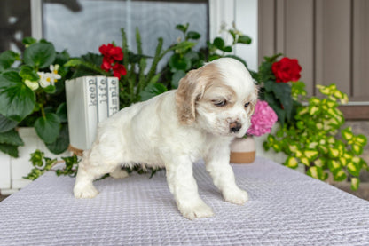 Cocker Spaniel Male (Theo)