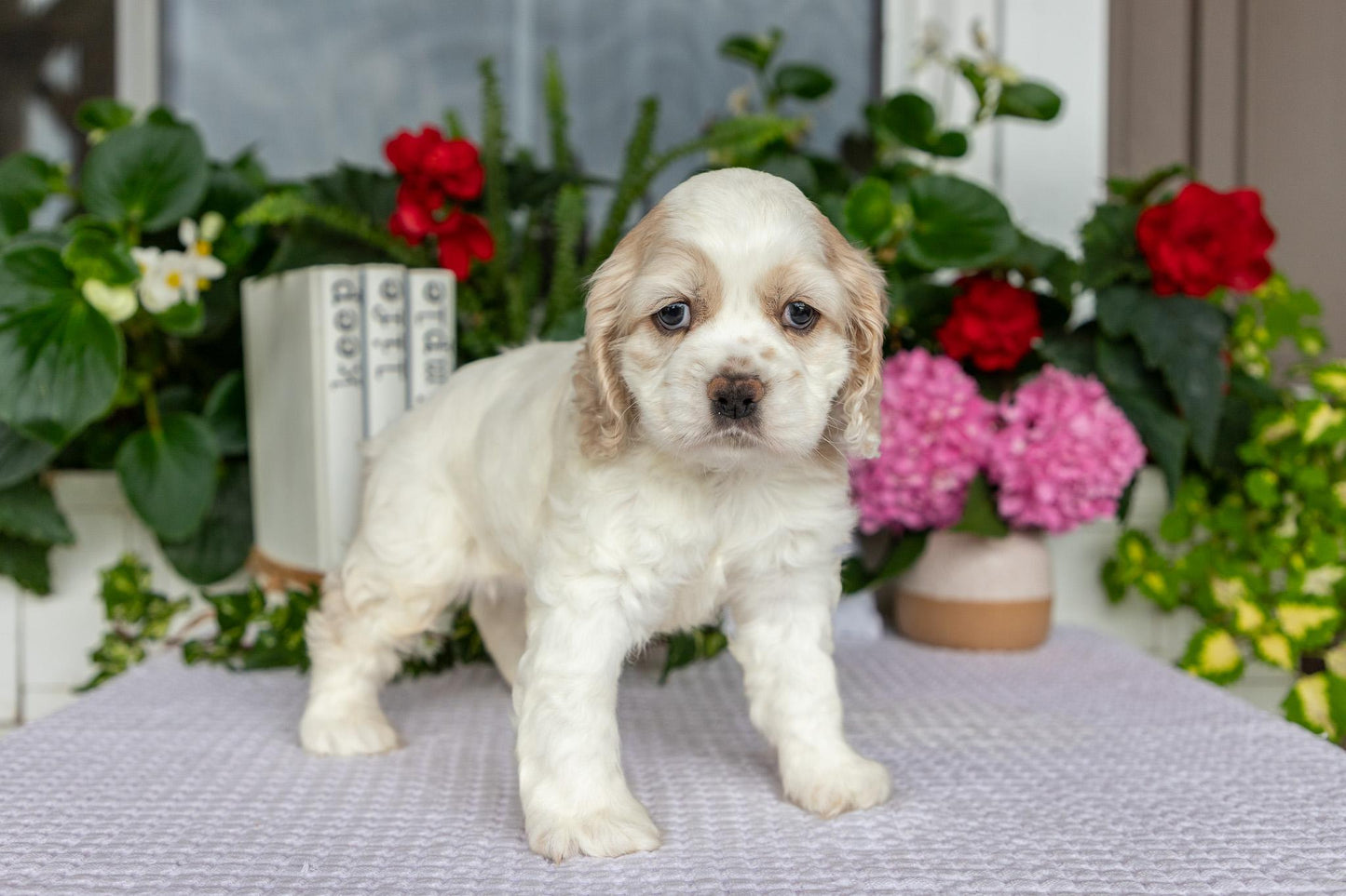 Cocker Spaniel Male (Theo)