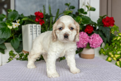 Cocker Spaniel Male (Theo)