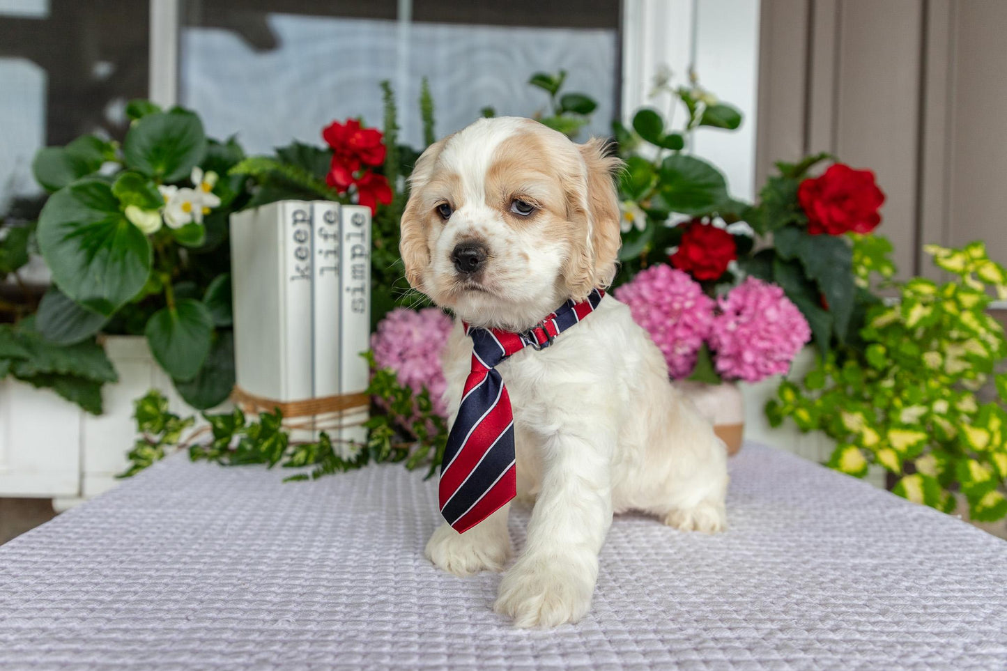 Cocker Spaniel Male (Tate)