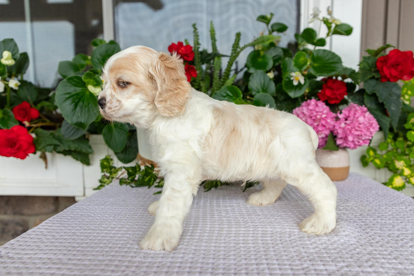 Cocker Spaniel Male (Tate)