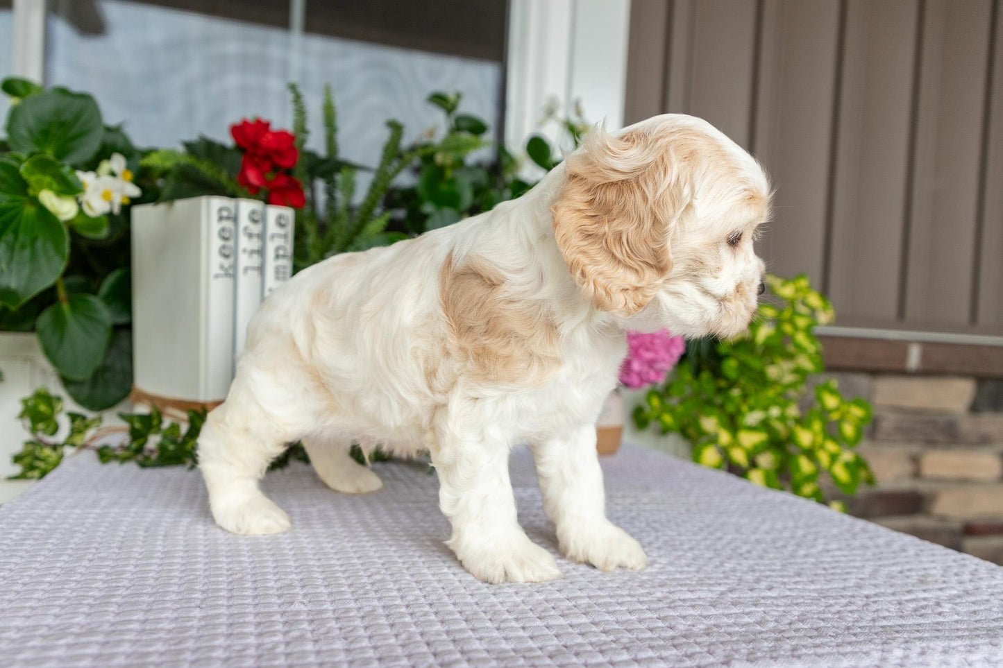 Cocker Spaniel Male (Tate)
