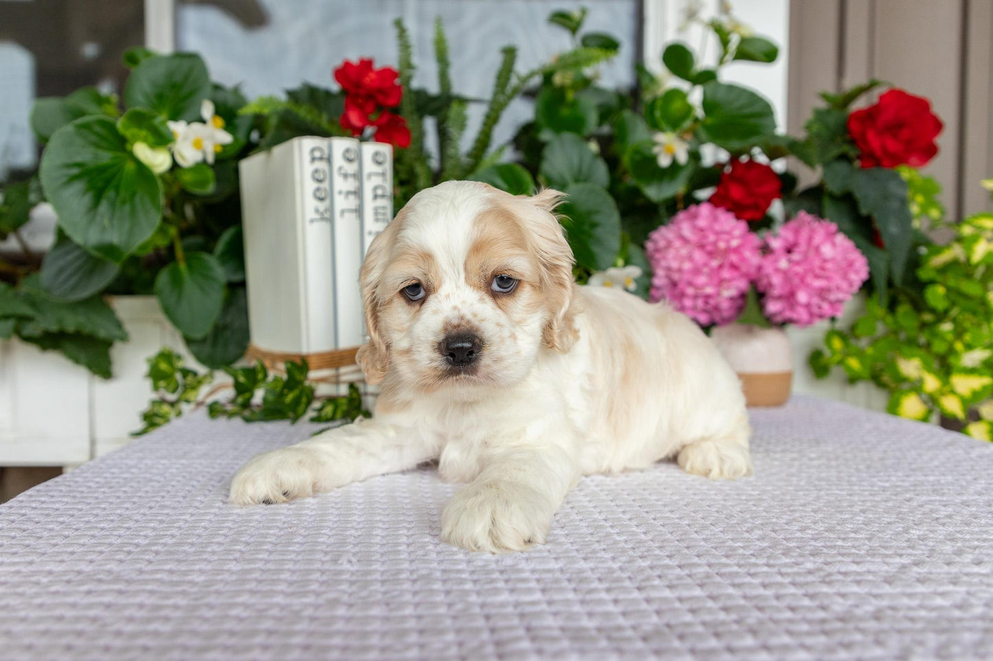 Cocker Spaniel Male (Tate)