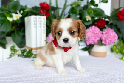 Cavalier King Charles Spaniel Female (Elena)