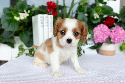 Cavalier King Charles Spaniel Female (Elena)