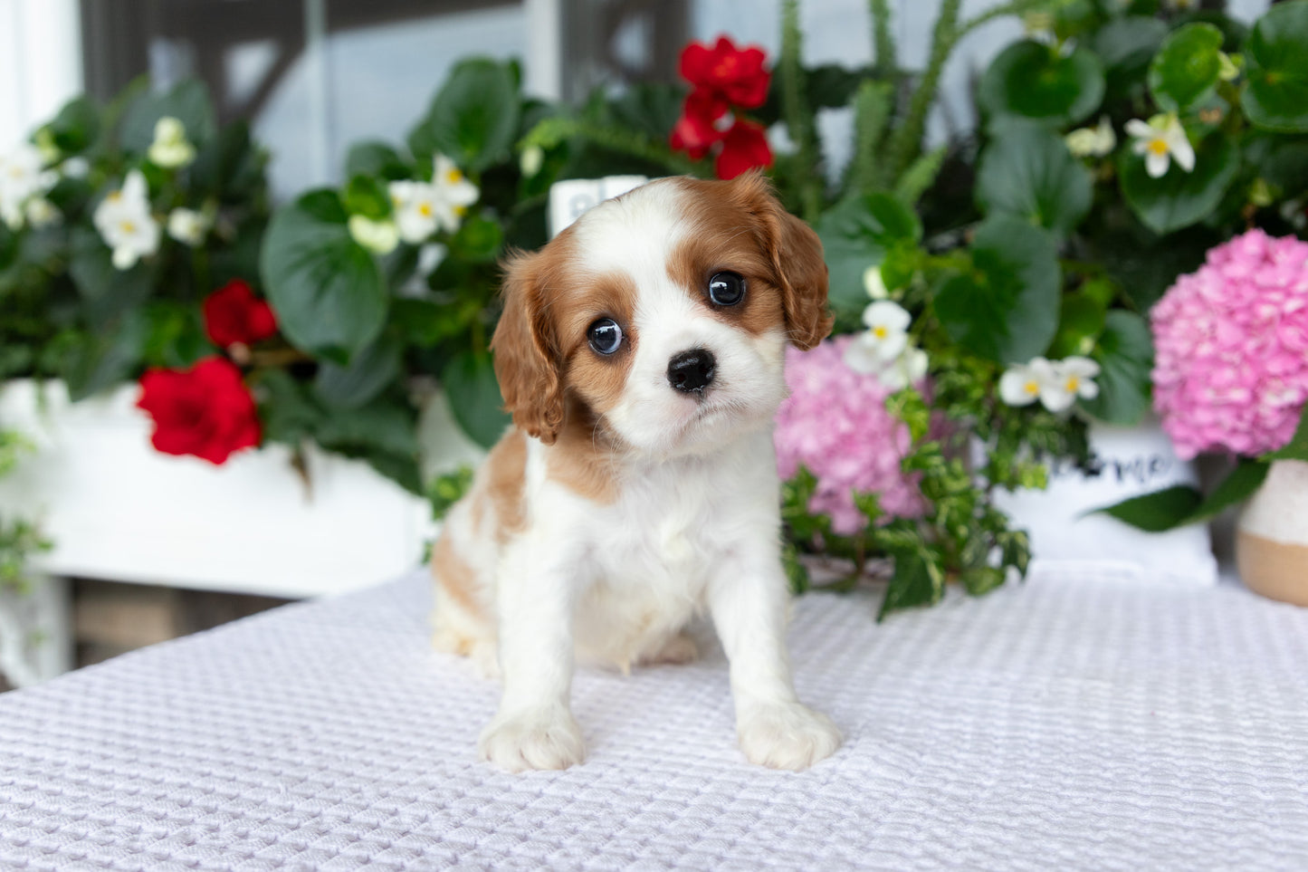 Cavalier King Charles Spaniel Female (Elena)