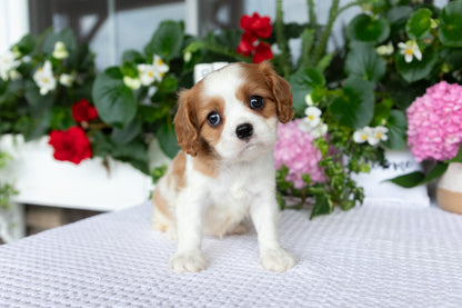 Cavalier King Charles Spaniel Female (Elena)