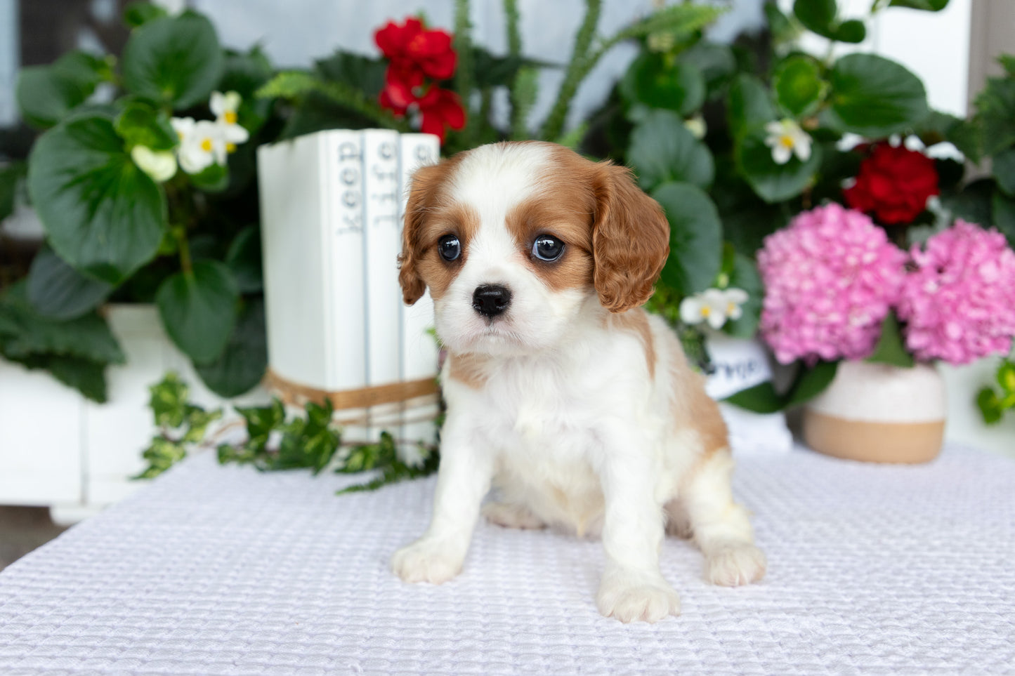 Cavalier King Charles Spaniel Female (Elena)
