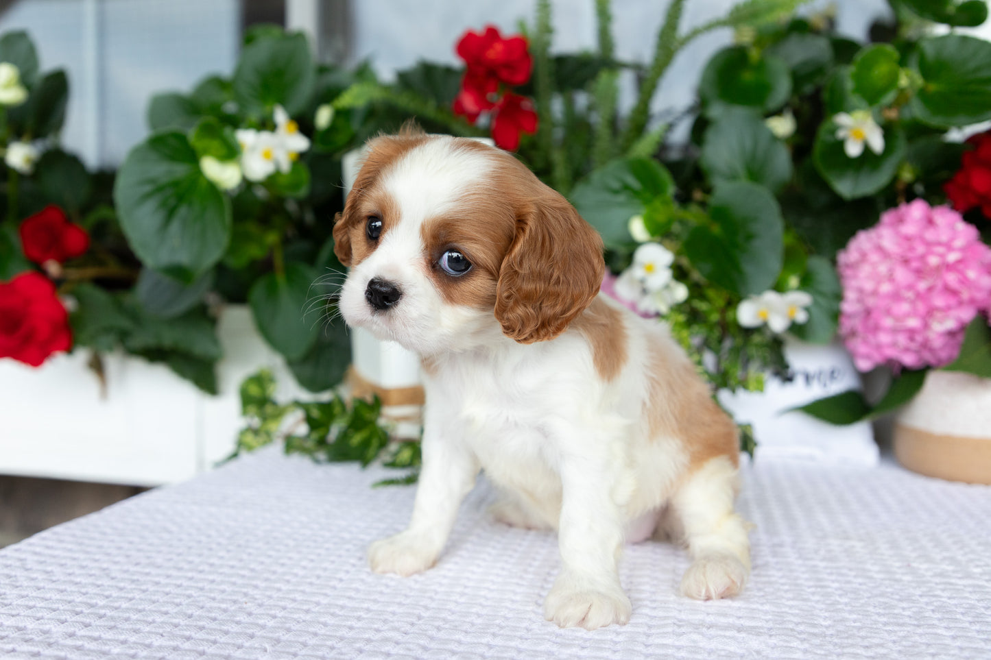 Cavalier King Charles Spaniel Female (Elena)